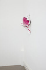 Rose - David Douard